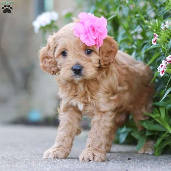 Jane, Cavapoo Puppy